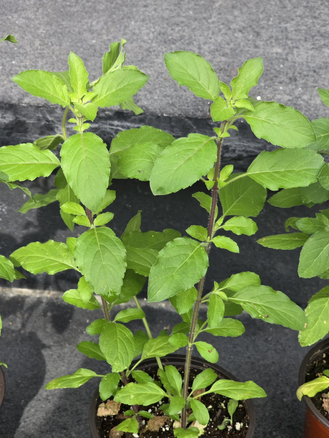 Holy Basil plant (Tulsi) - photo 2