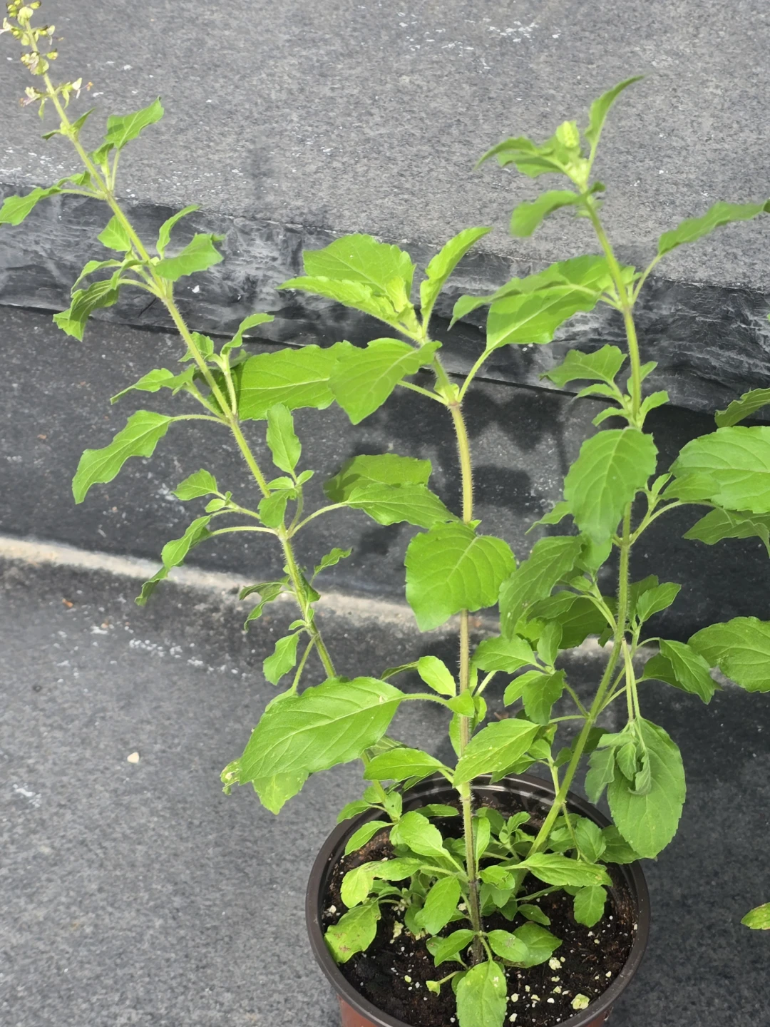 Holy Basil plant (Tulsi) - photo 3