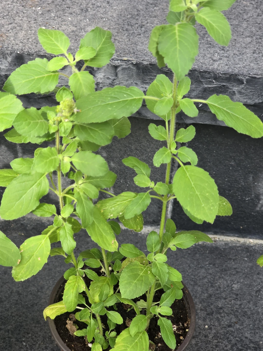 Holy Basil plant (Tulsi) - photo 4