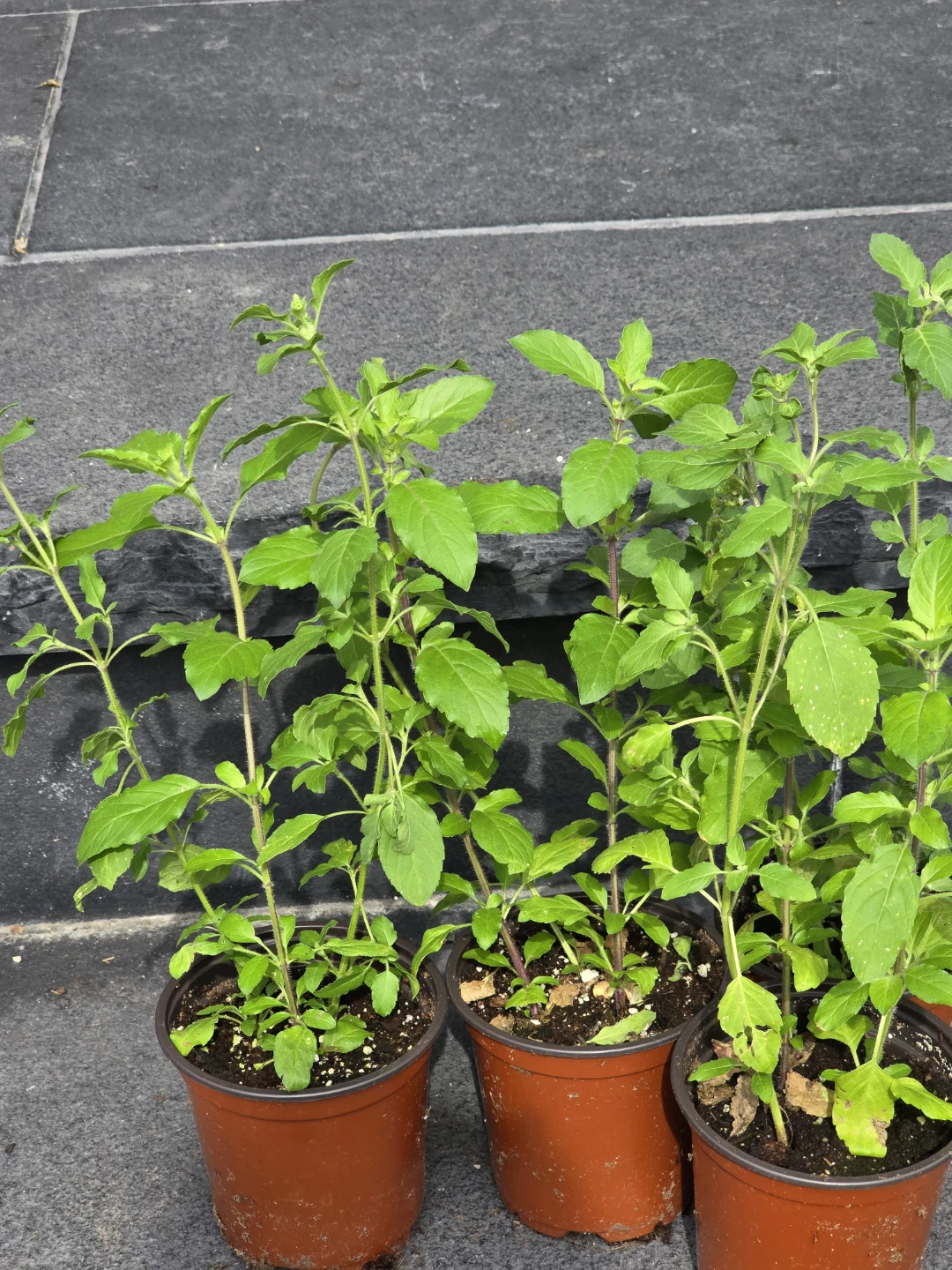 Holy Basil plant (Tulsi) - photo 5