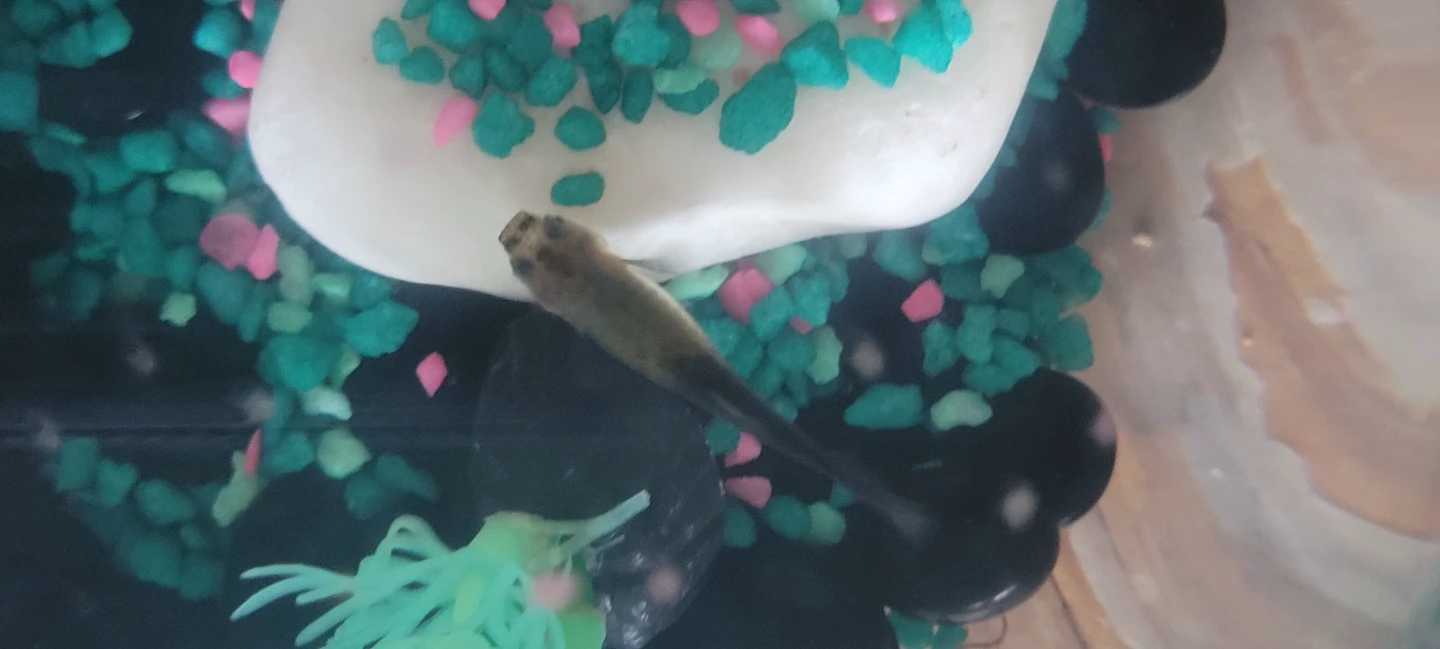 Baby guppy fish - photo 3