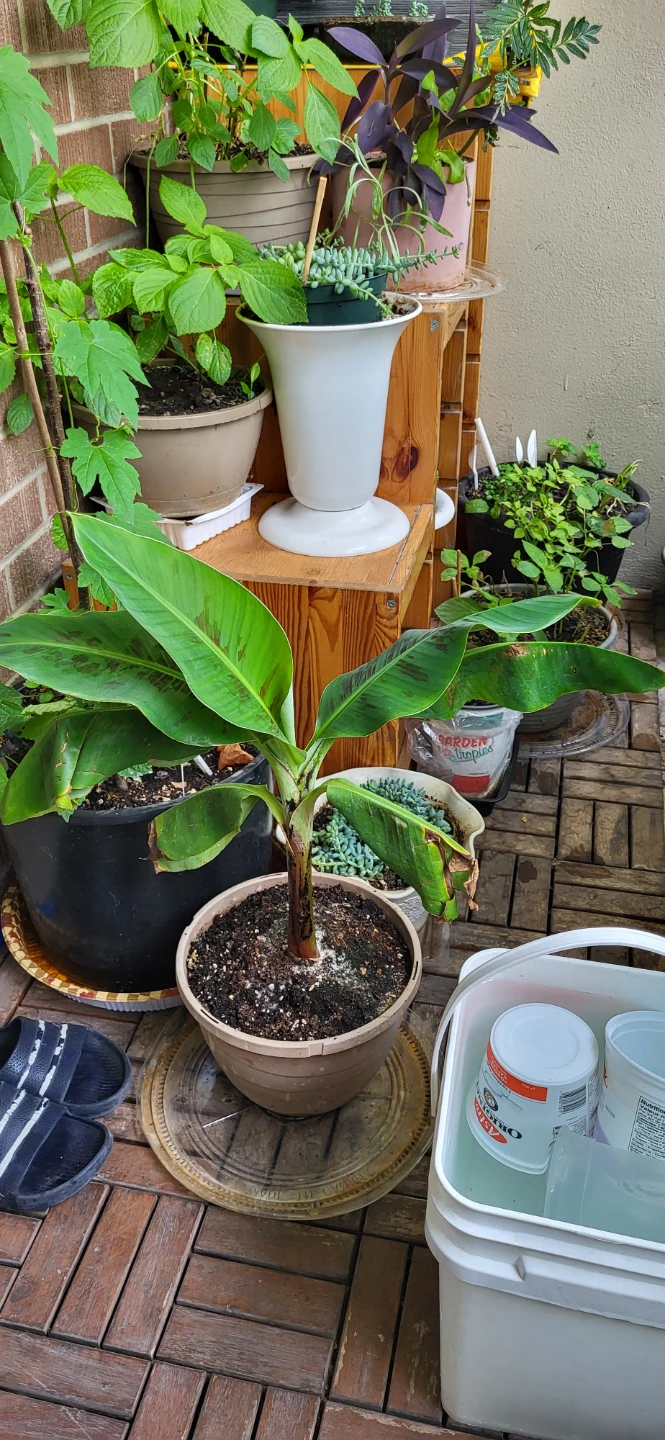 Small Banana Plant - photo 3