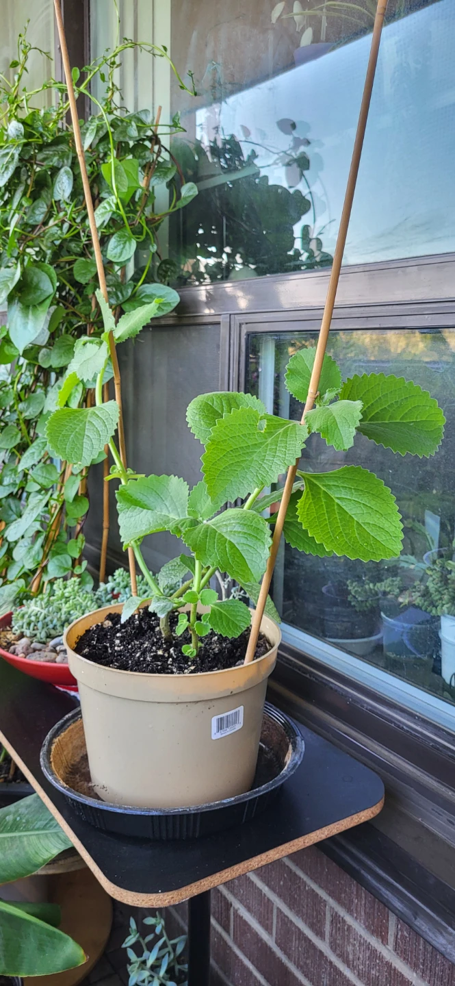 Mexican Mint/ Tần dày lá - photo 3