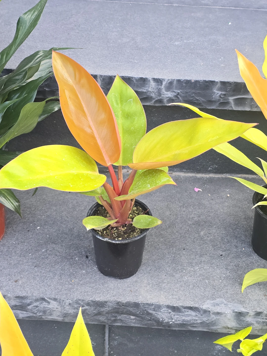 Philodendron 'Prince of Orange' Potted Plant - photo 2
