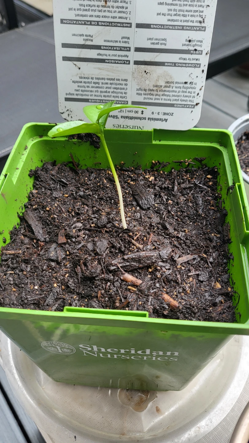 Lemon Plant /seedling