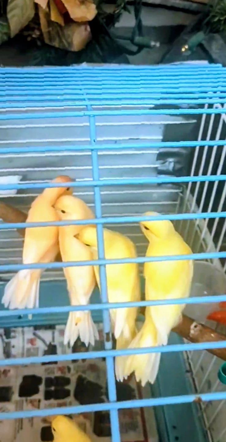 Mix Canaries Females and Males