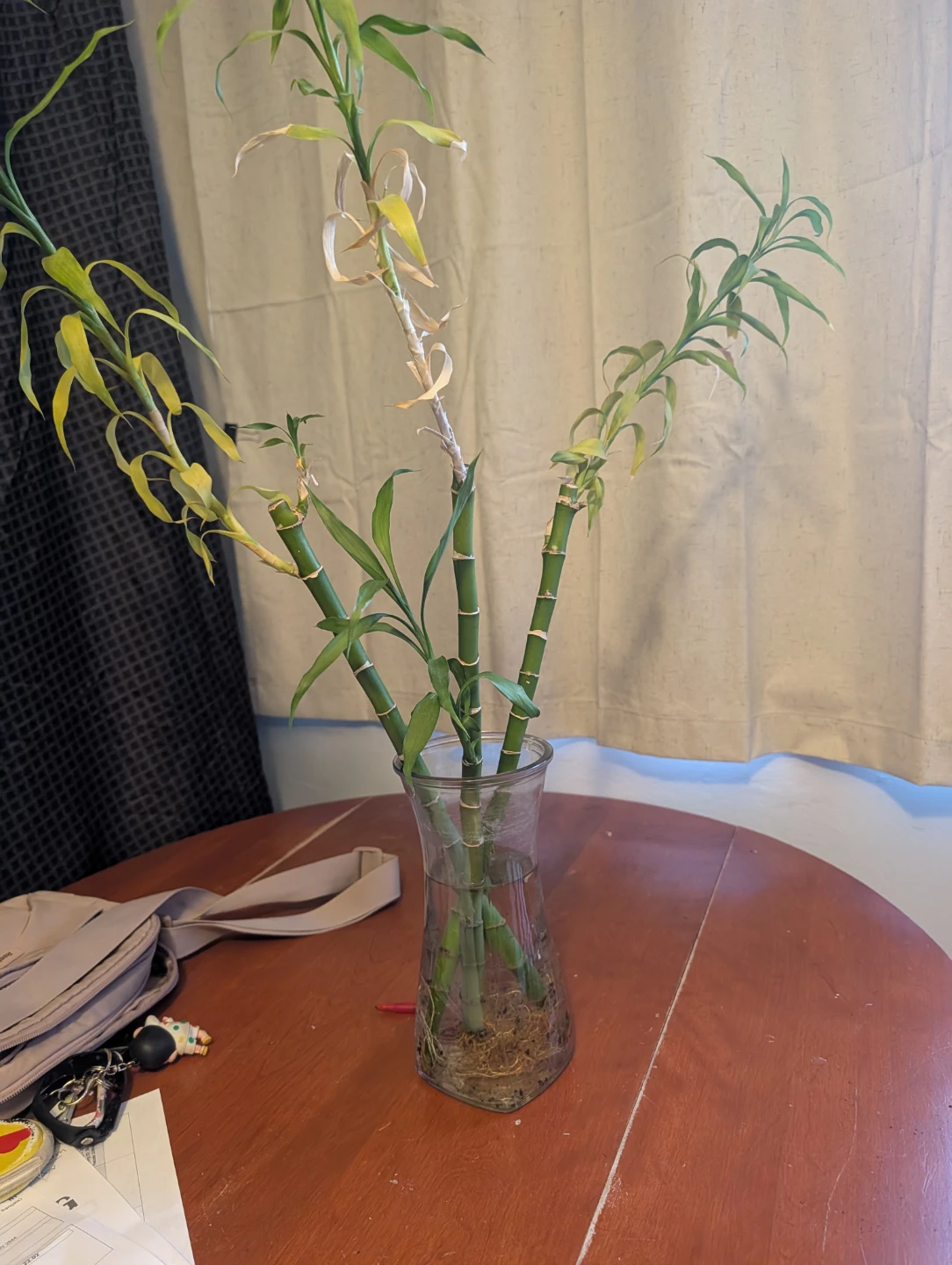 Lucky Bamboo Plant in Glass Vase