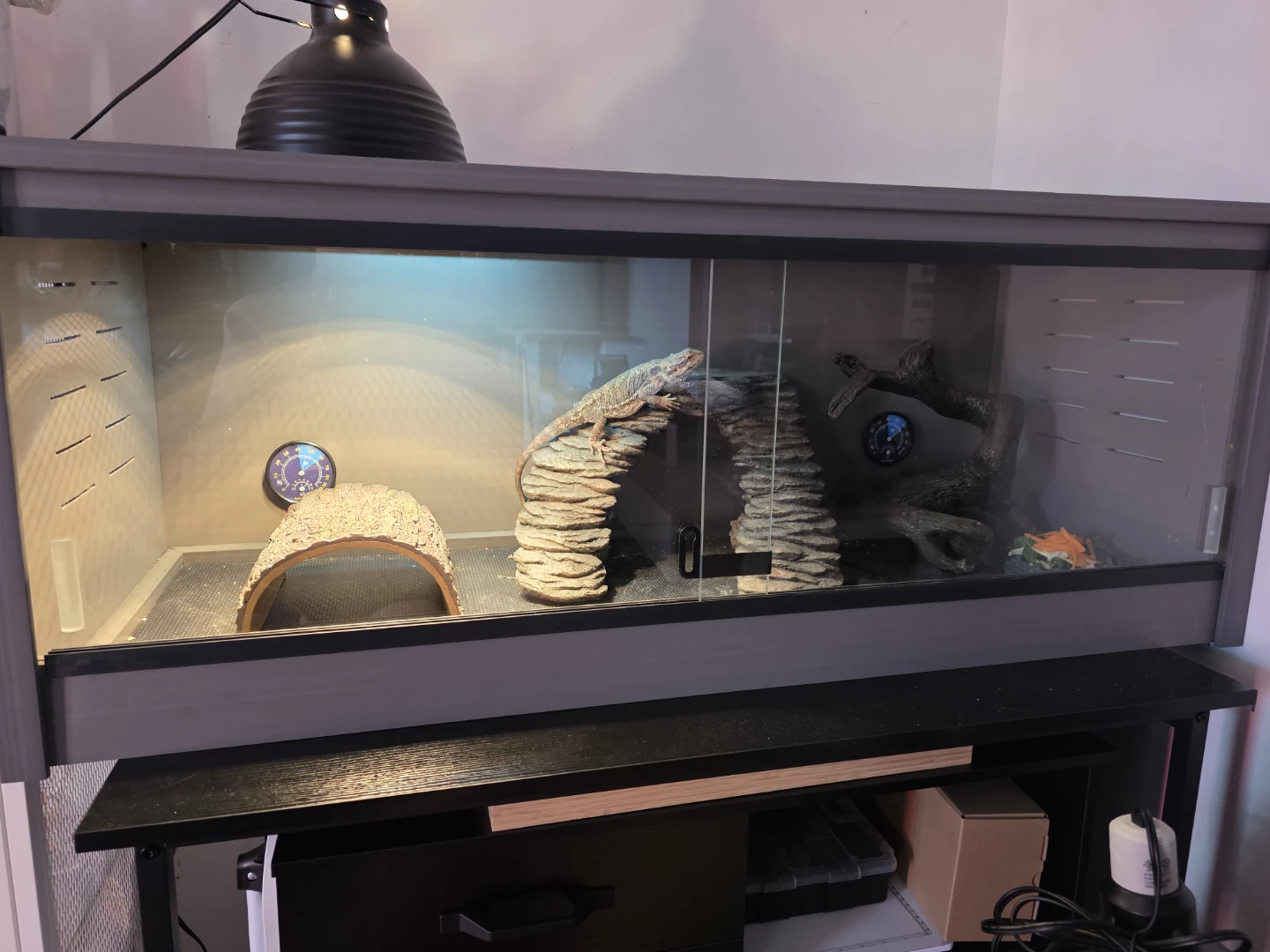 Bearded Dragon and Terrarium Setup - photo 2