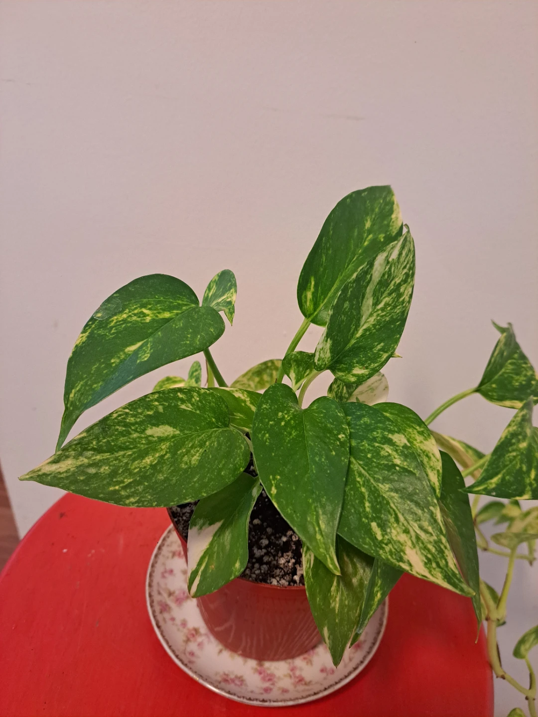 Pothos Plant - photo 2