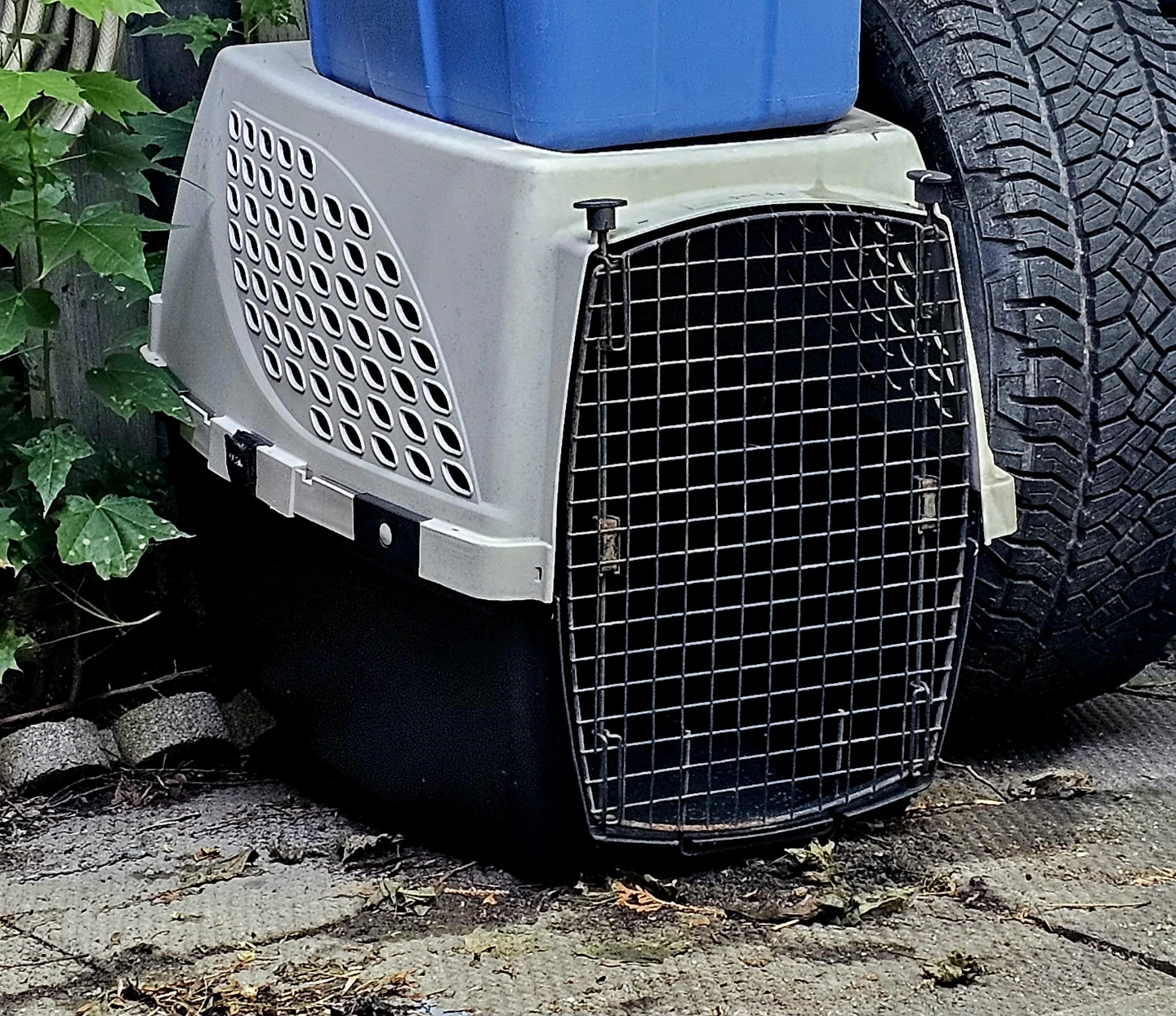 Pet Carrier
