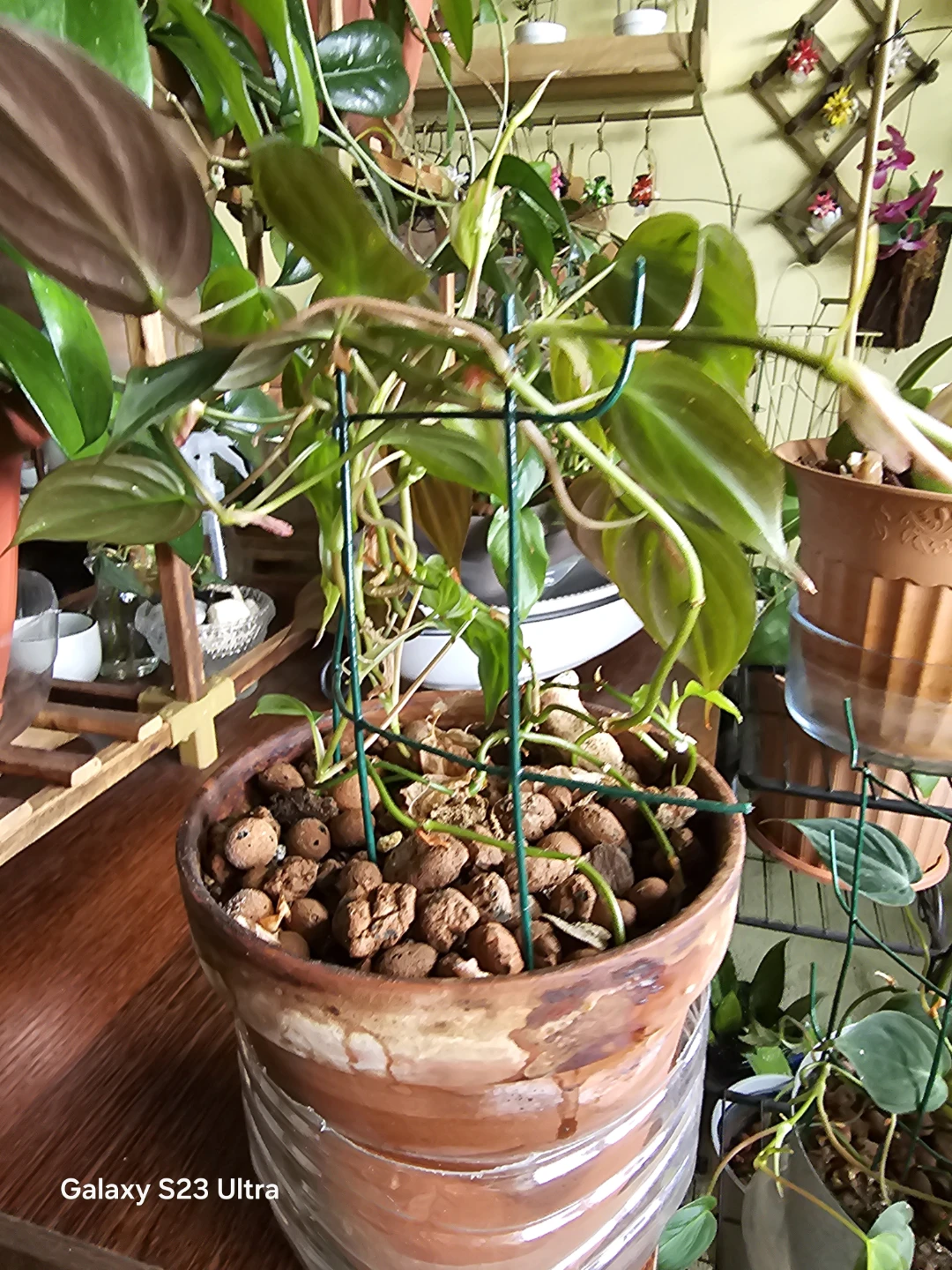 Philodendron Brasil Plant - photo 3