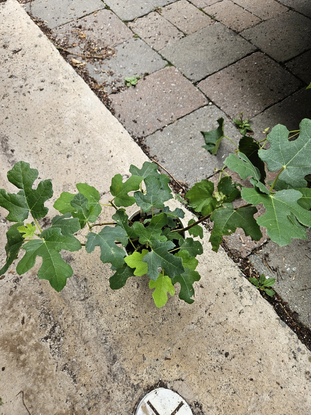 Fig Tree Plant in Pot winter hardy
