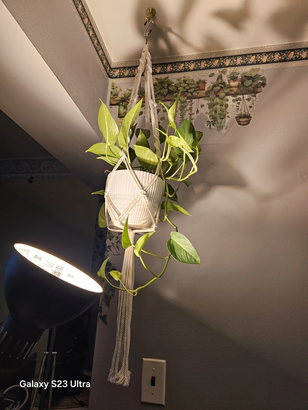 Pothos marble Plant in Macrame Hanger