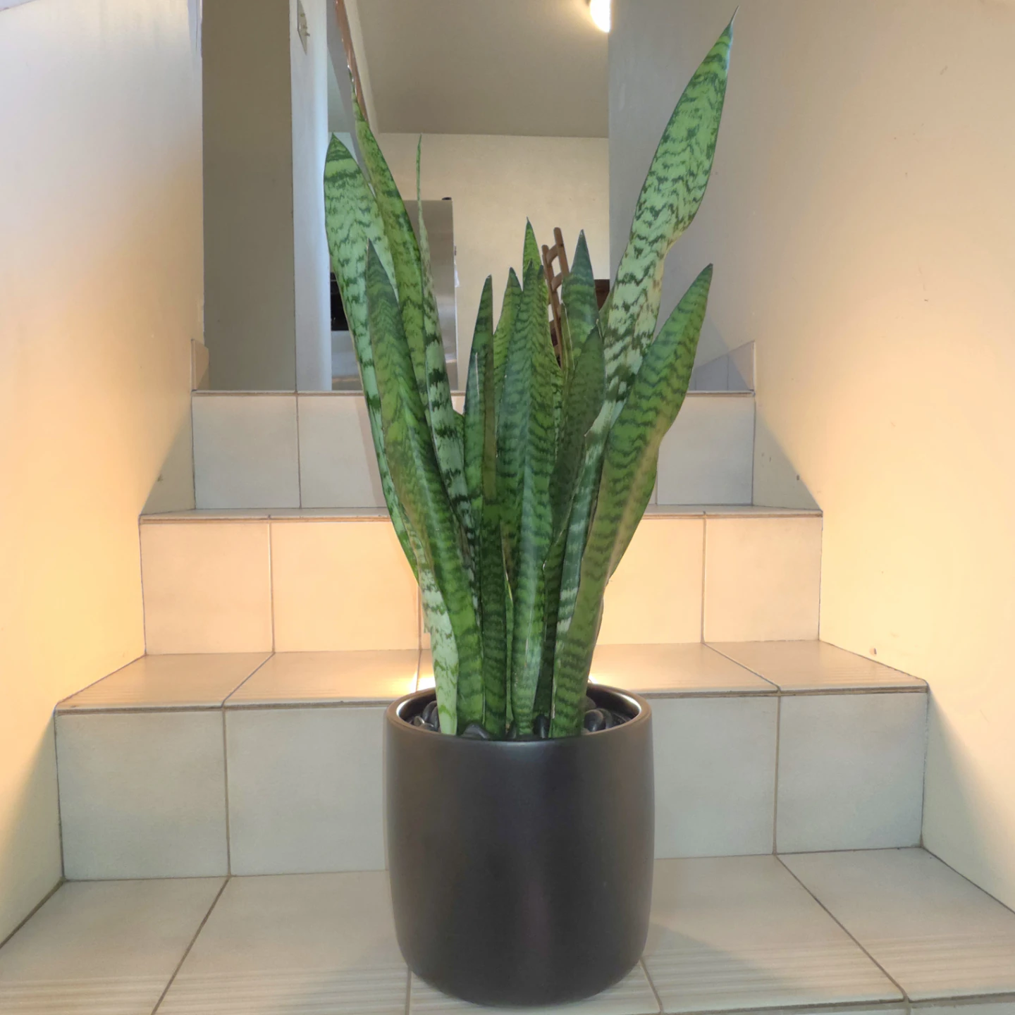 1ft Snake Plant in Ceramic Planter with Decorative Stones - photo 2
