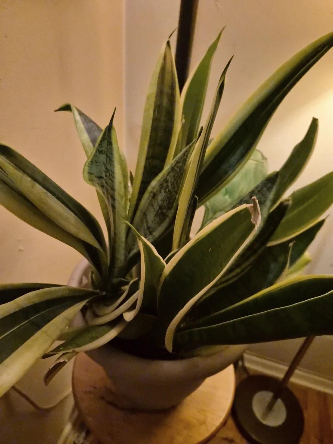 Mature Snake Plant in Pot/w  one  glass watering globe