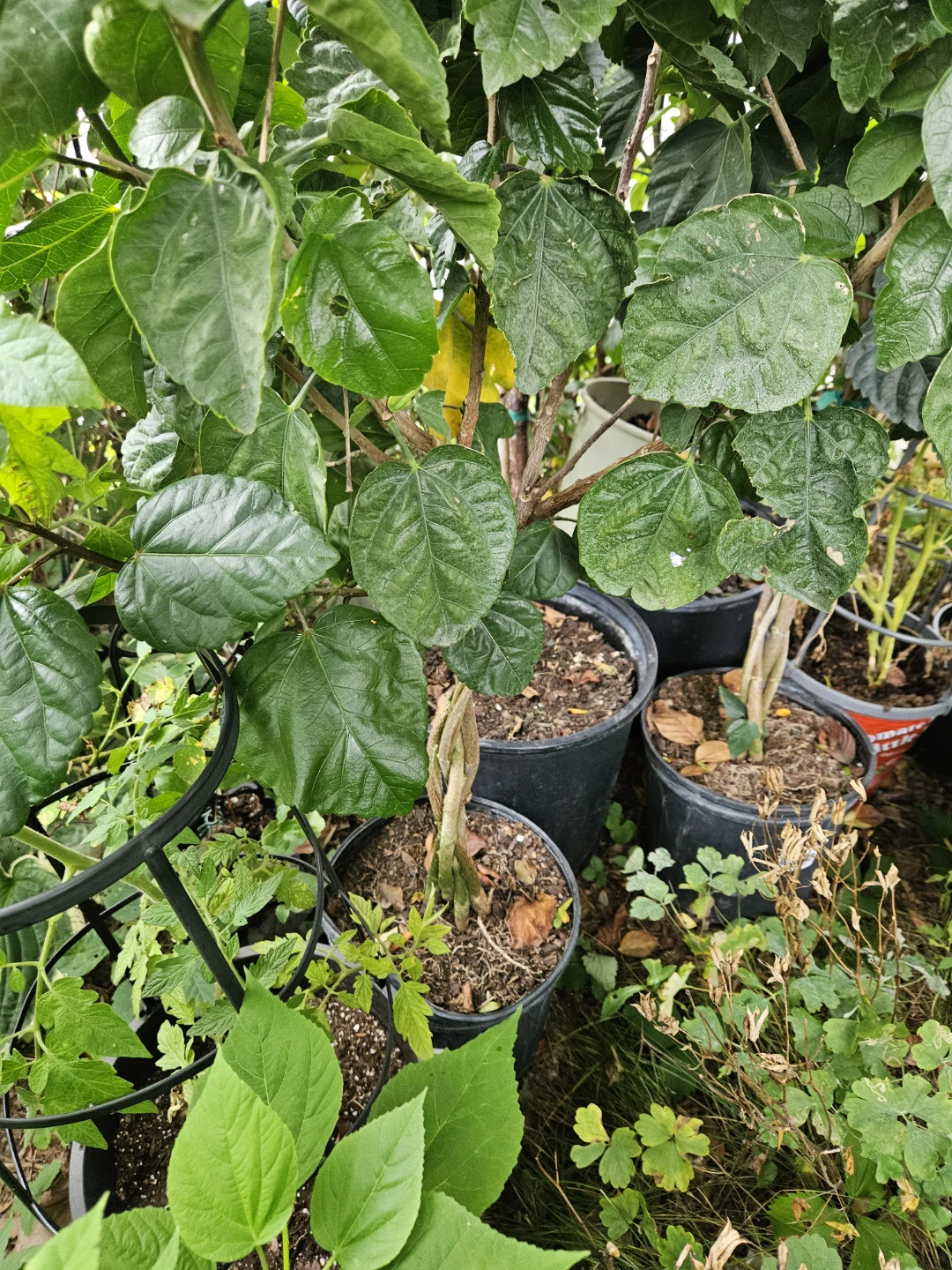 Hibiscus Plant in Pot braided  indoor  4feet or more - photo 4