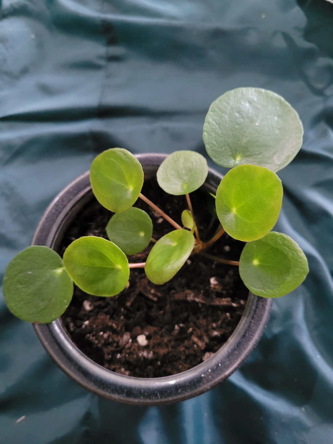 Pilea Peperomioides Plant
