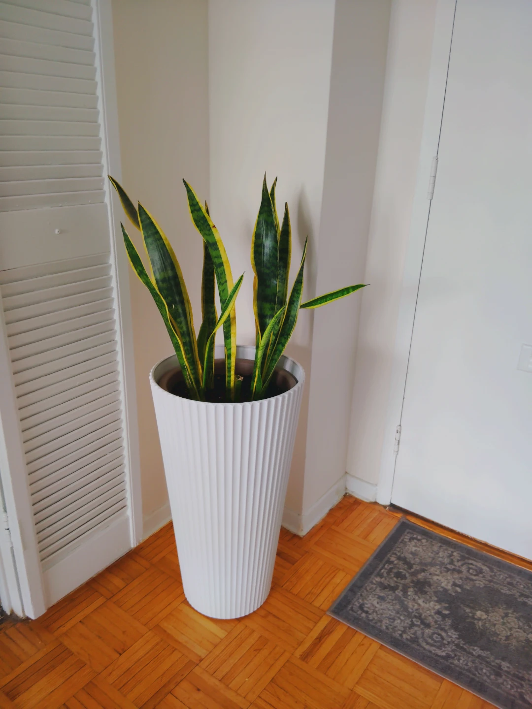 Snake Plant in White Planter With Chic Vase EXTRA LARGE