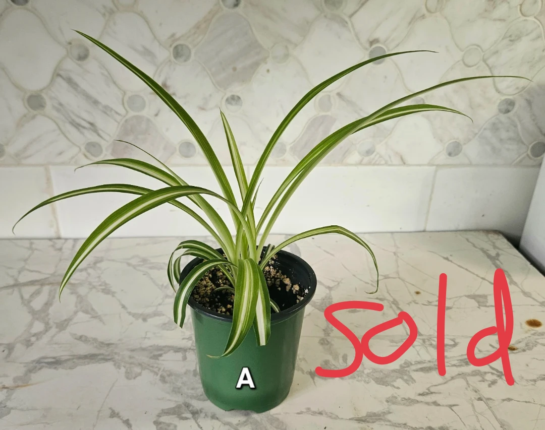 Spider Plants - photo 3