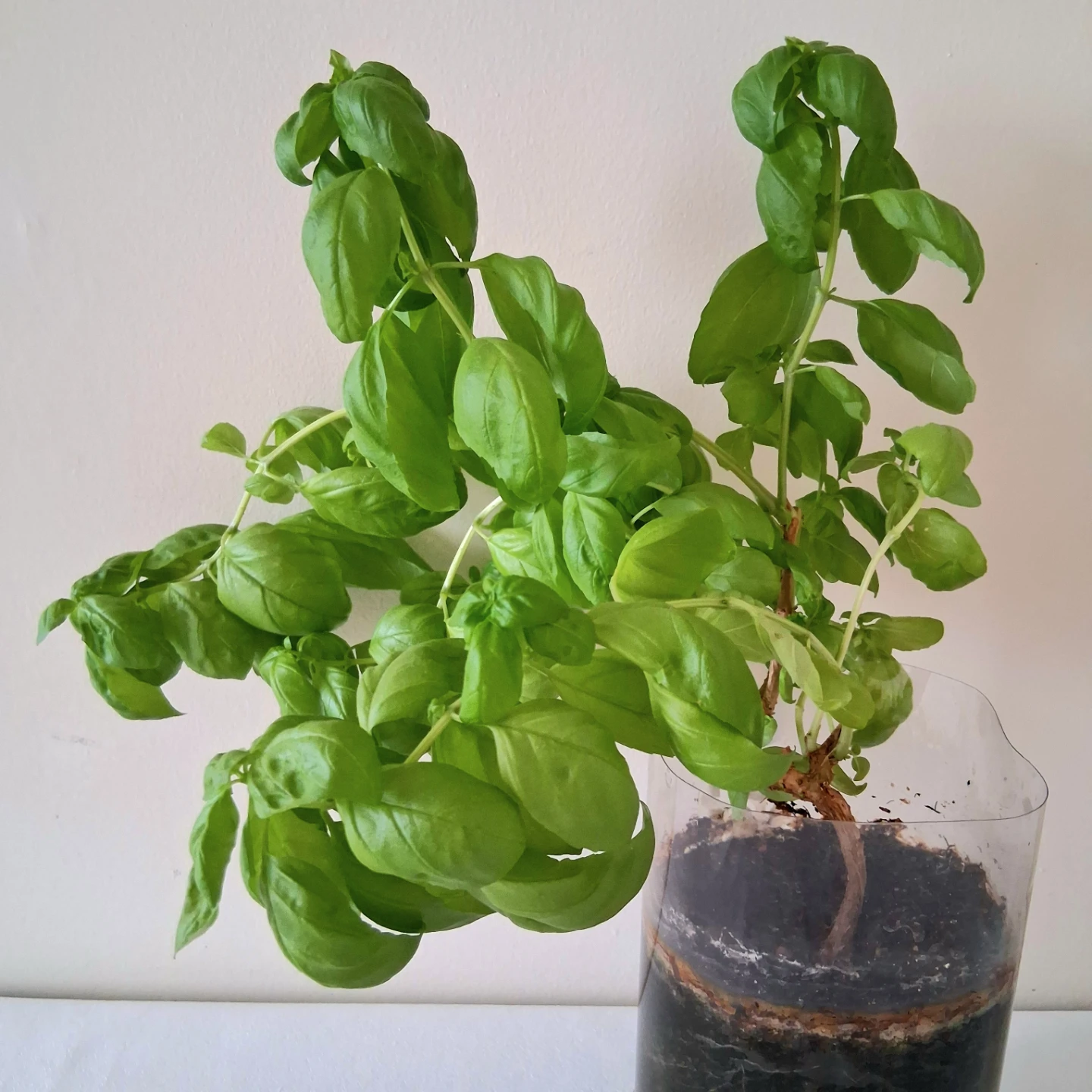 🌱 Green Basil 🌻 - photo 5