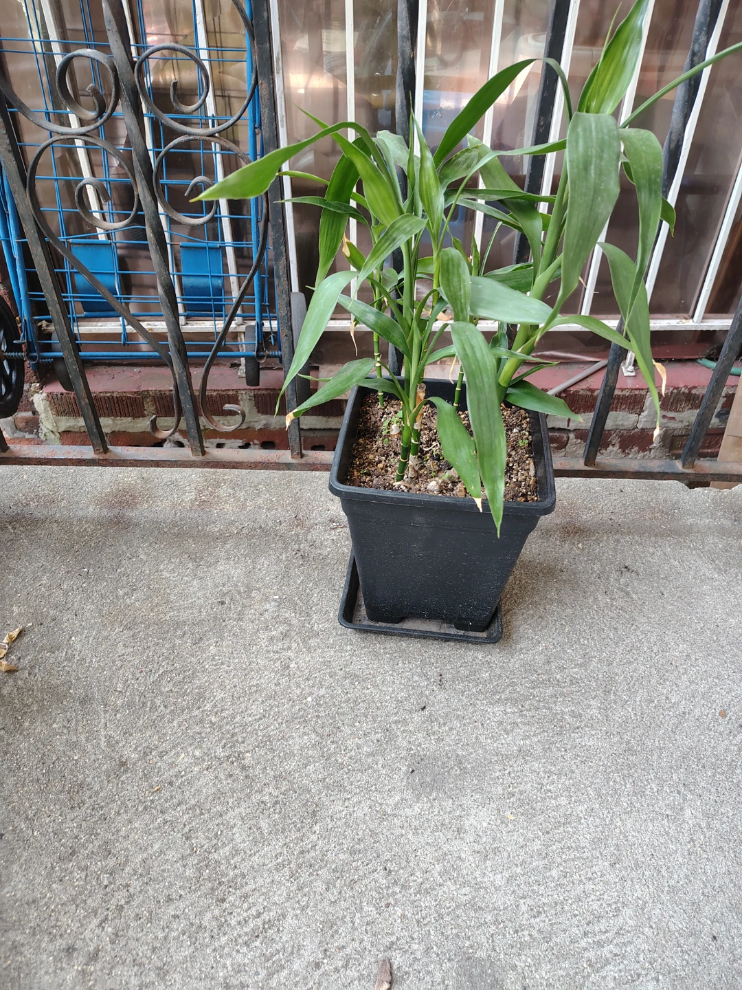 Lucky Bamboo Plant in Black Pot $20