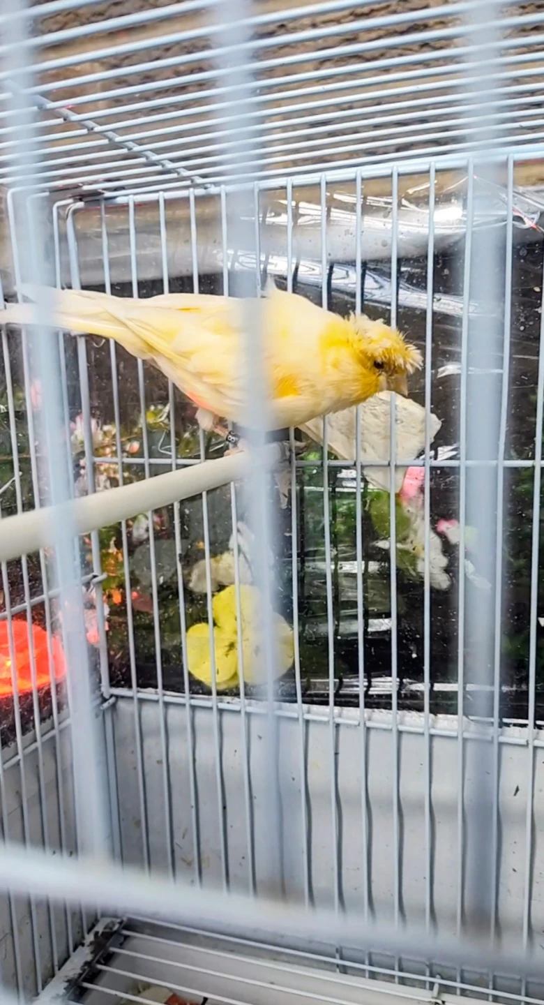 Male Canary singing - photo 2