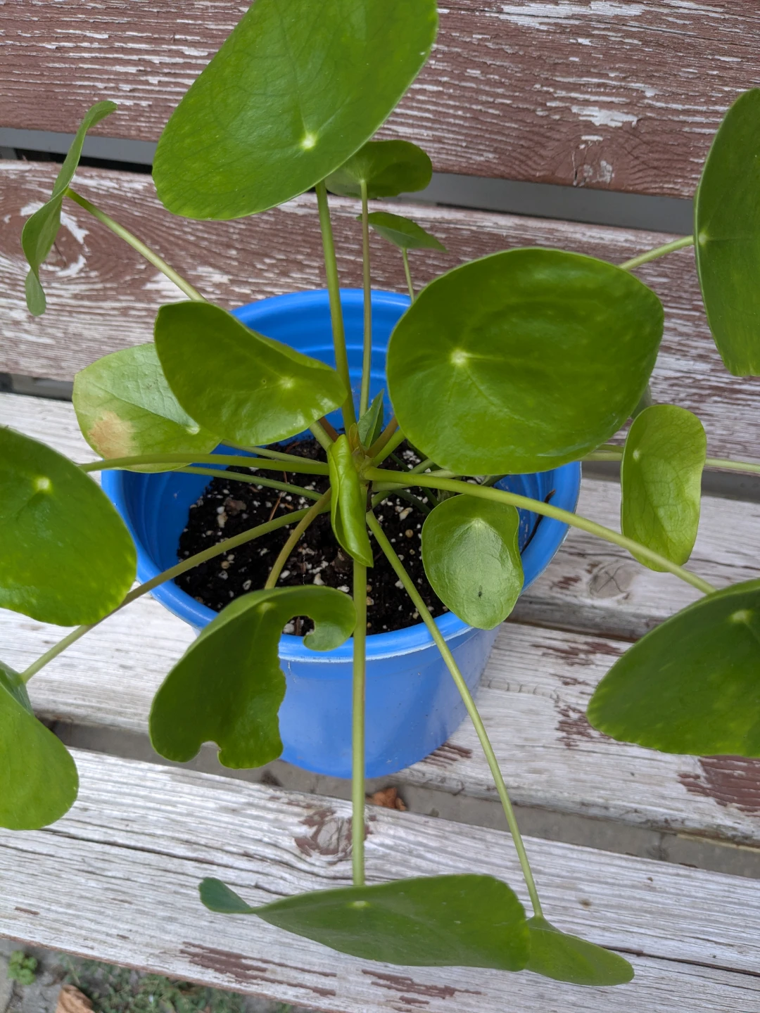 Pilea Peperomioides Plant