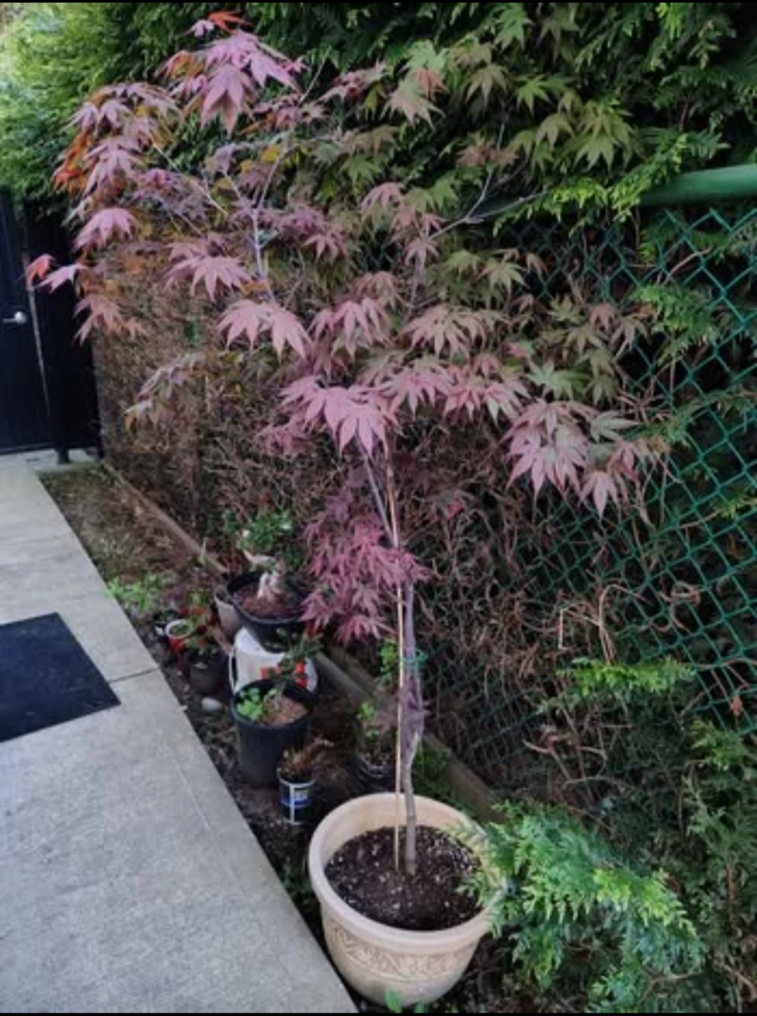 Emperor Japanese Maple Tree – 5'8" Tall