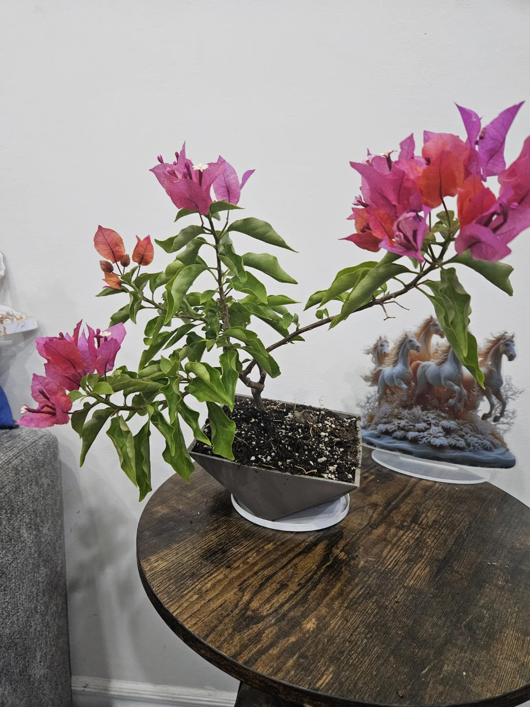 Flowering Bougainvillea Plant in Pot