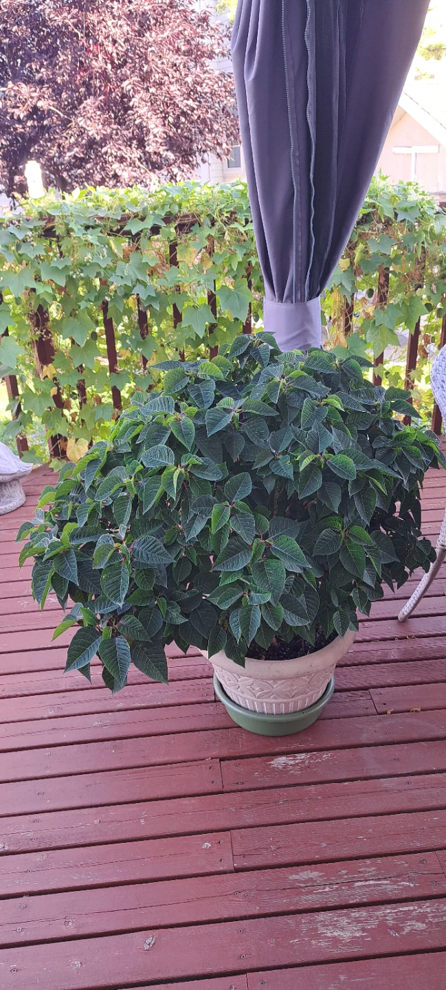 Large Poinsettia Plant