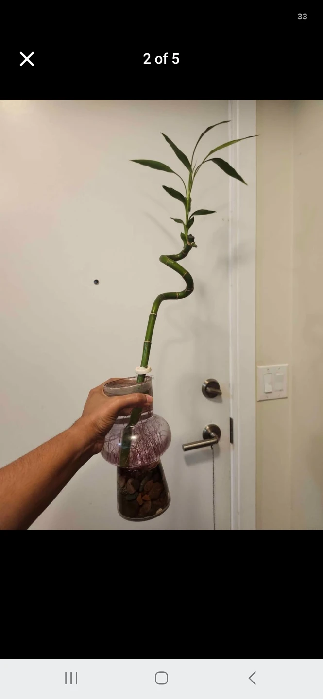 Spiral Lucky Bamboo Plant in Vase