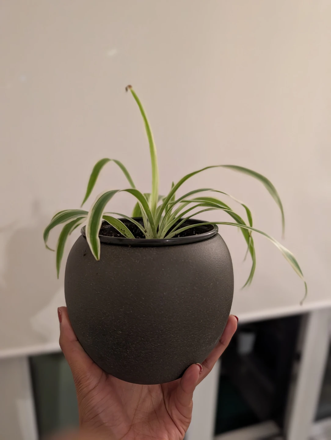 Spider Plant in Grey Pot