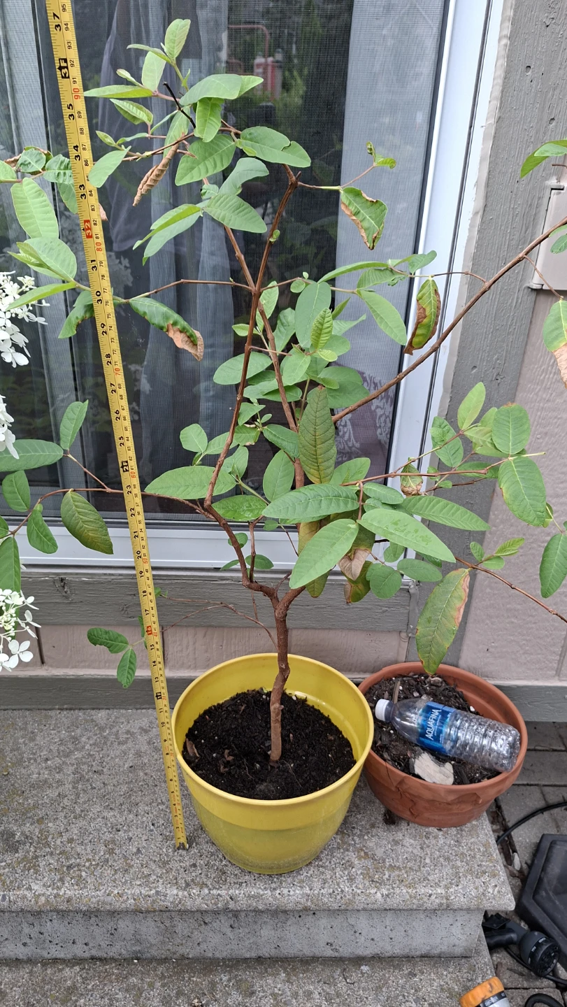 Healthy Guava Plant in Yellow pot - photo 4