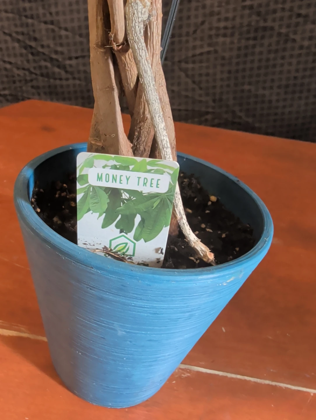 Money Tree Plant in Blue Pot - photo 3