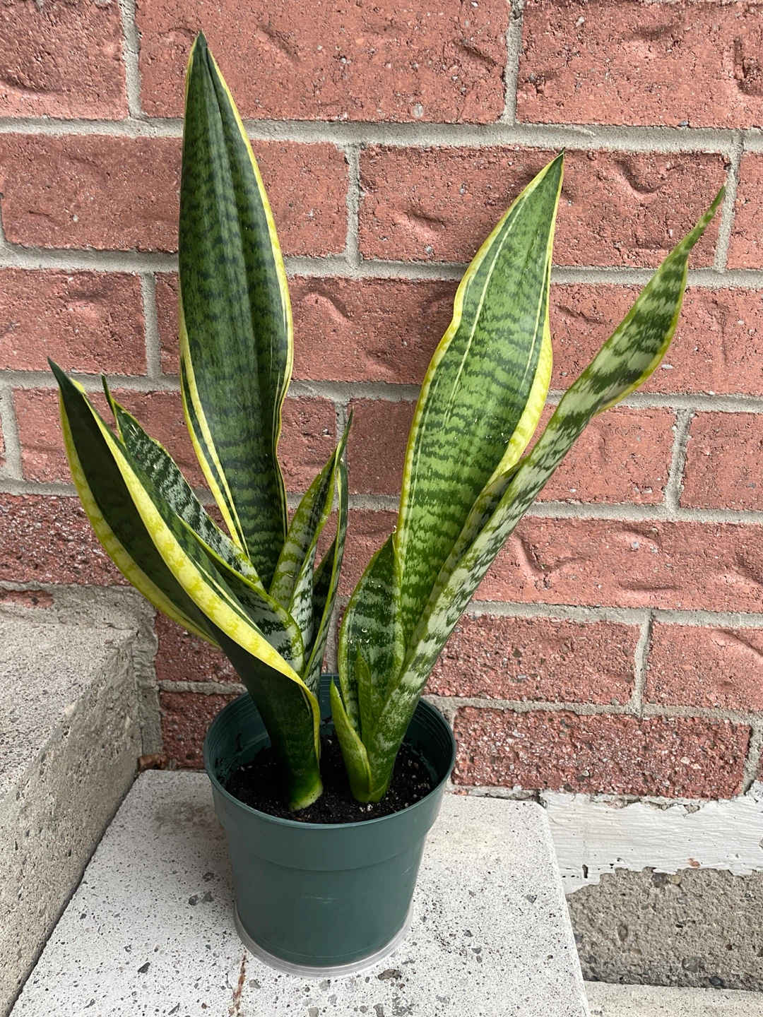 Snake Plant