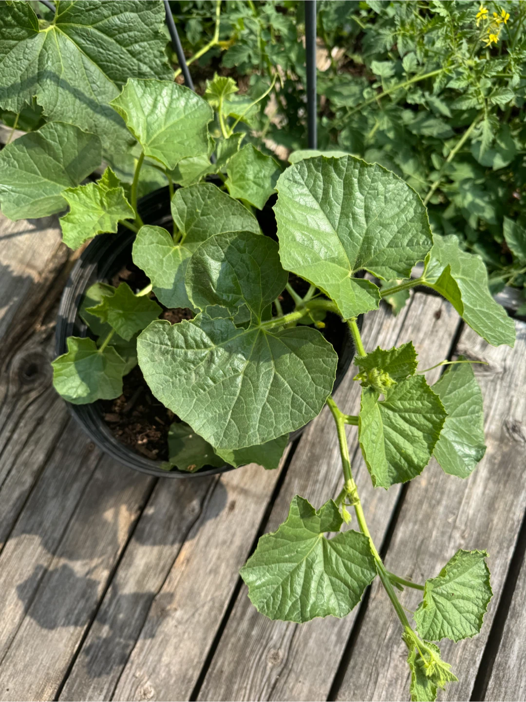 Healthy cantaloupes 3-4 Plants in Pot