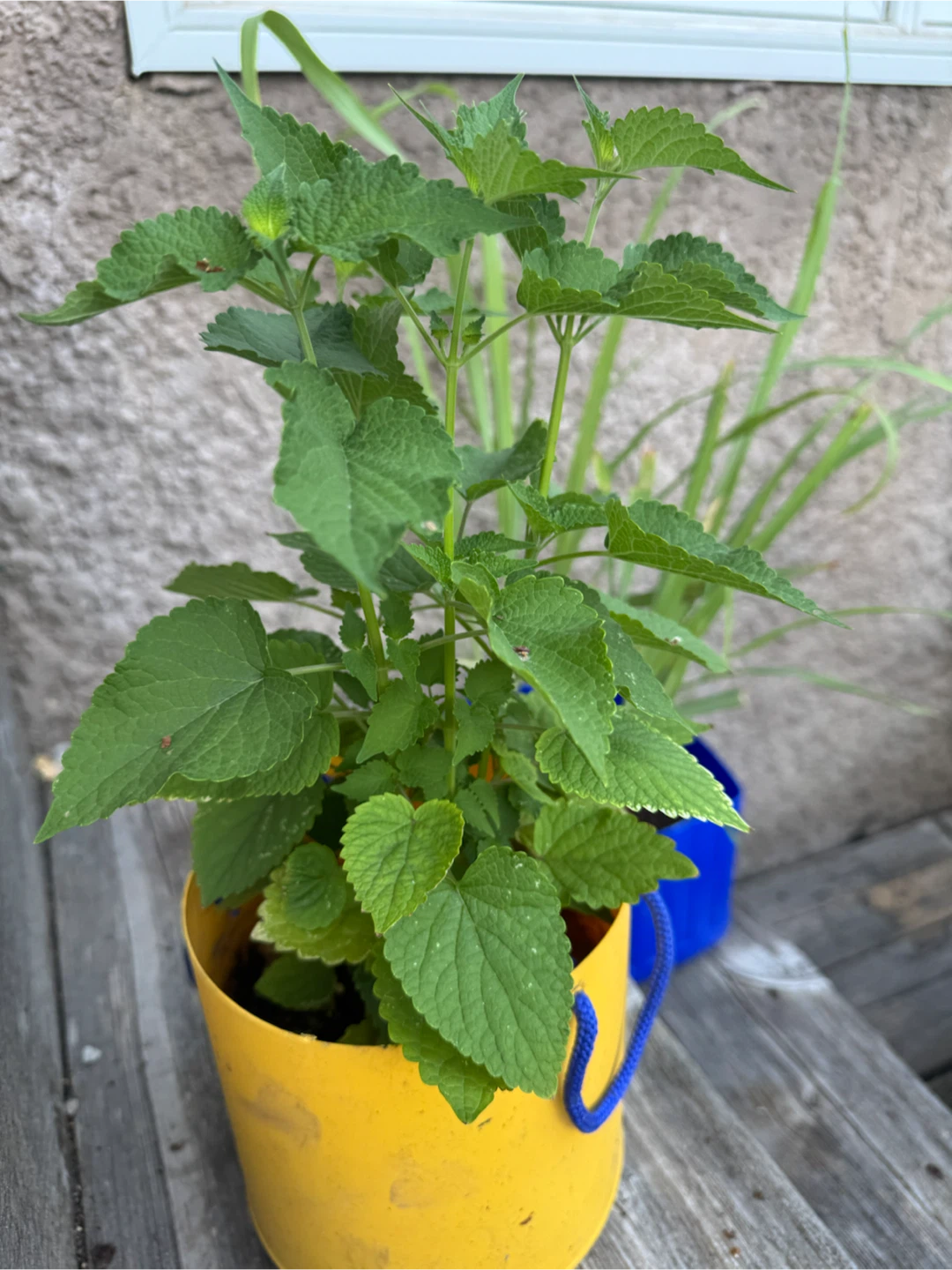 Lemon Balm Plant in Yellow Pot