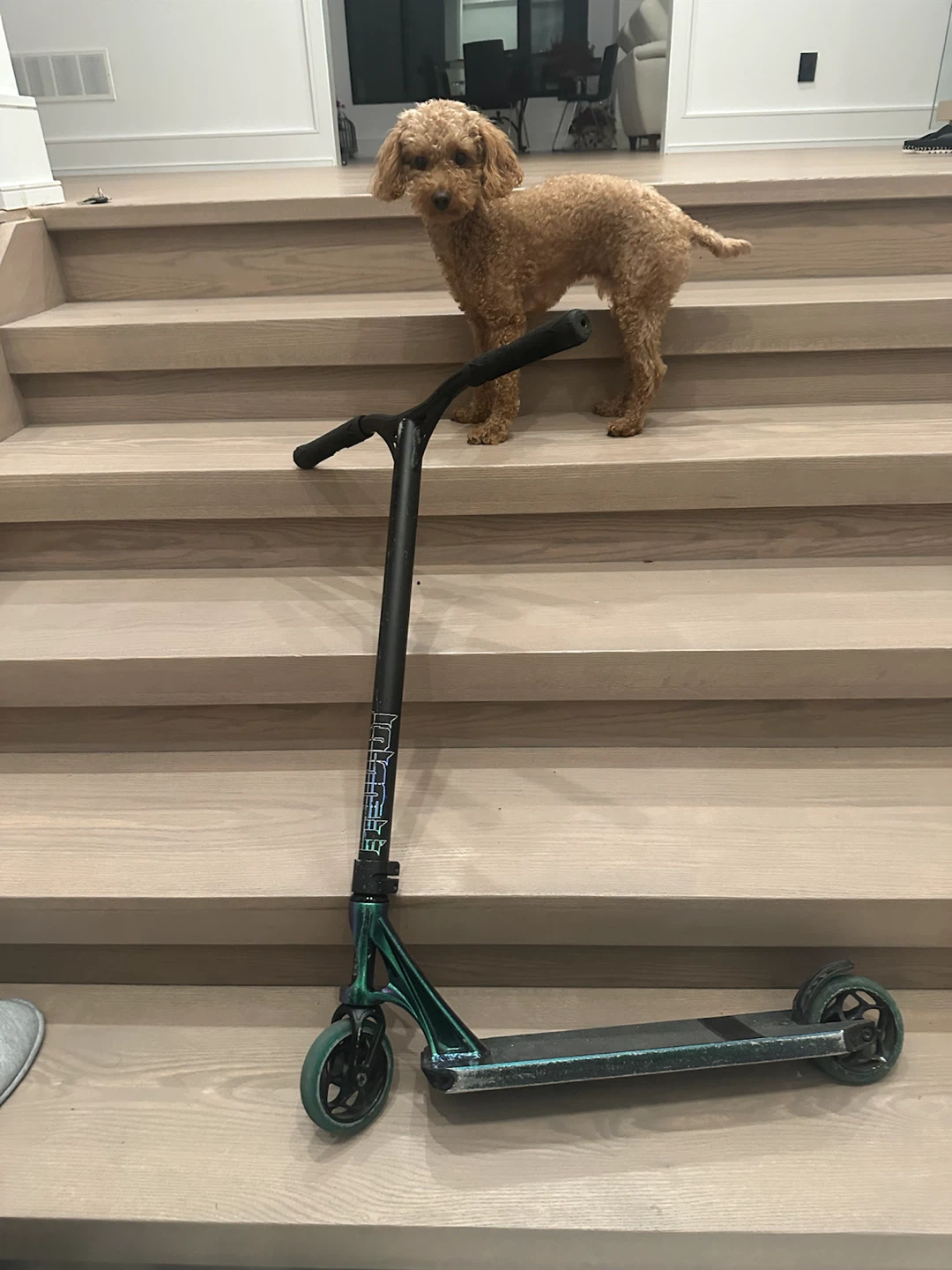 Envy Prodigy S8 Scooter