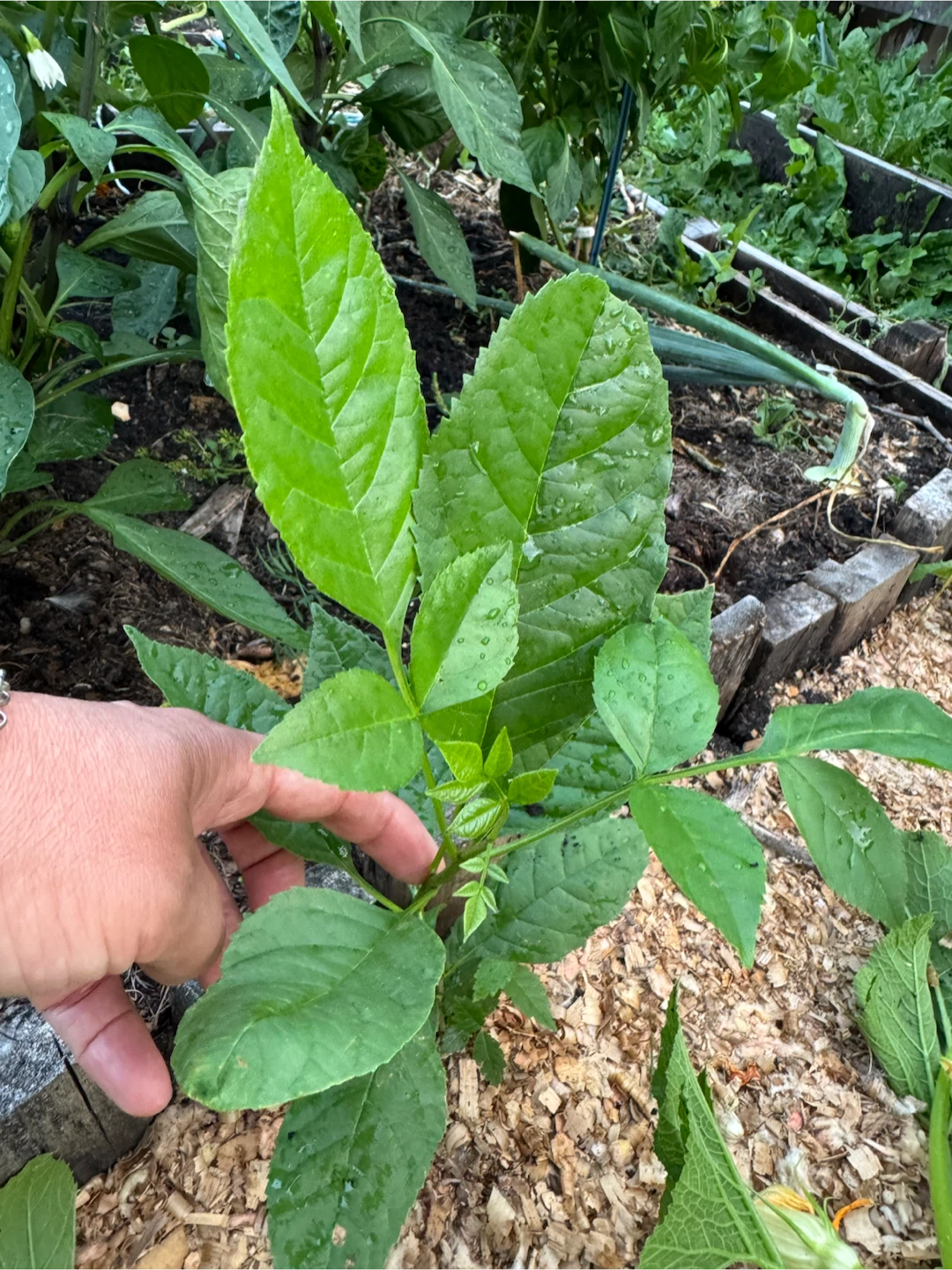 Young Green Plant