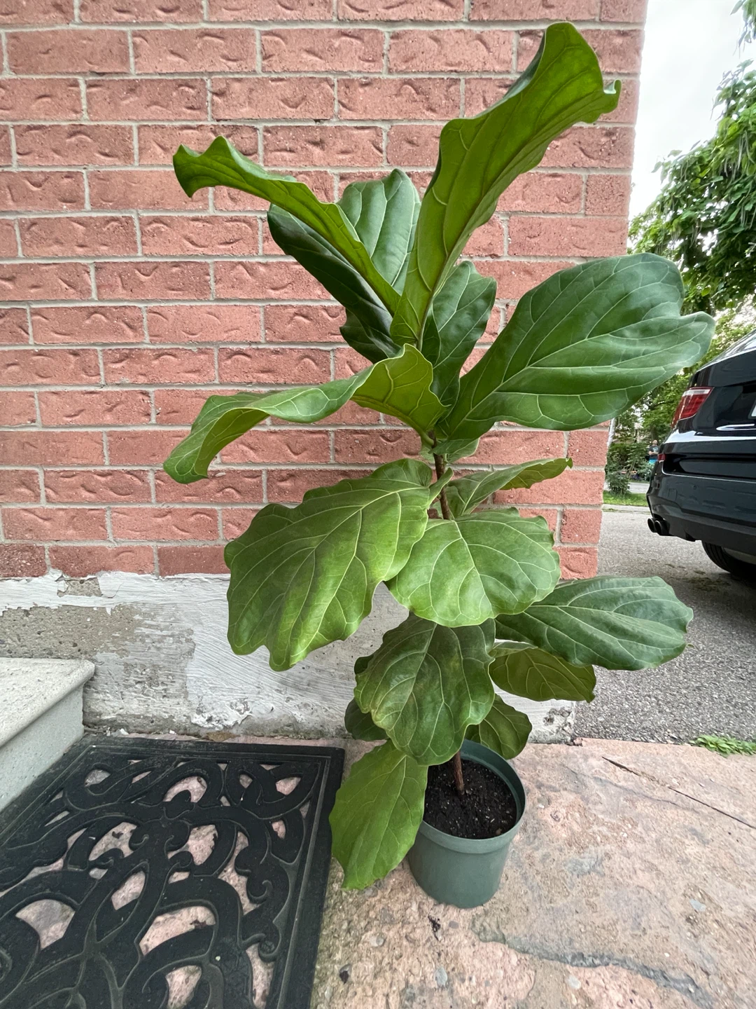 Fiddle Leaf Fig Plant 43”