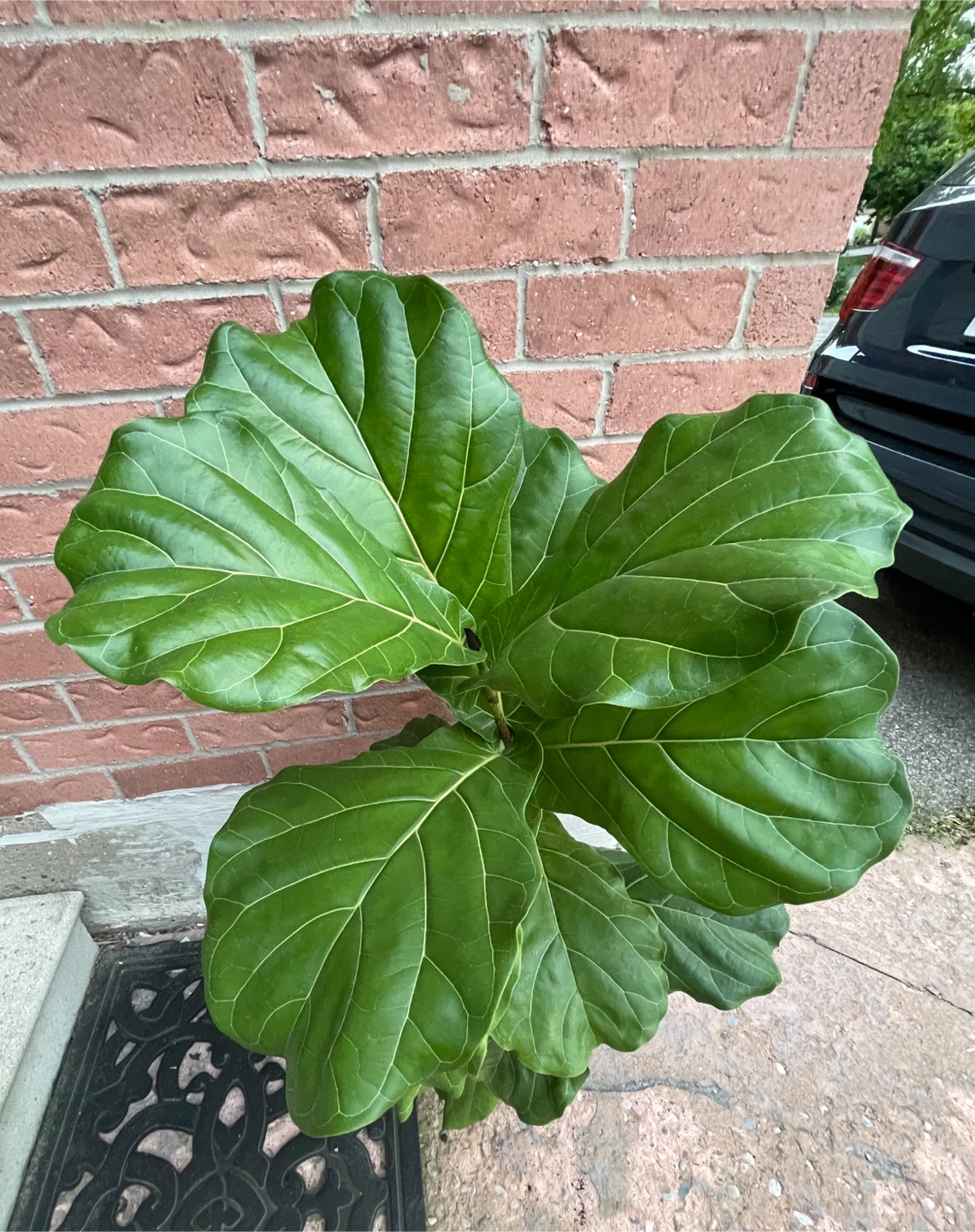 Fiddle Leaf Fig Plant 43” - photo 2