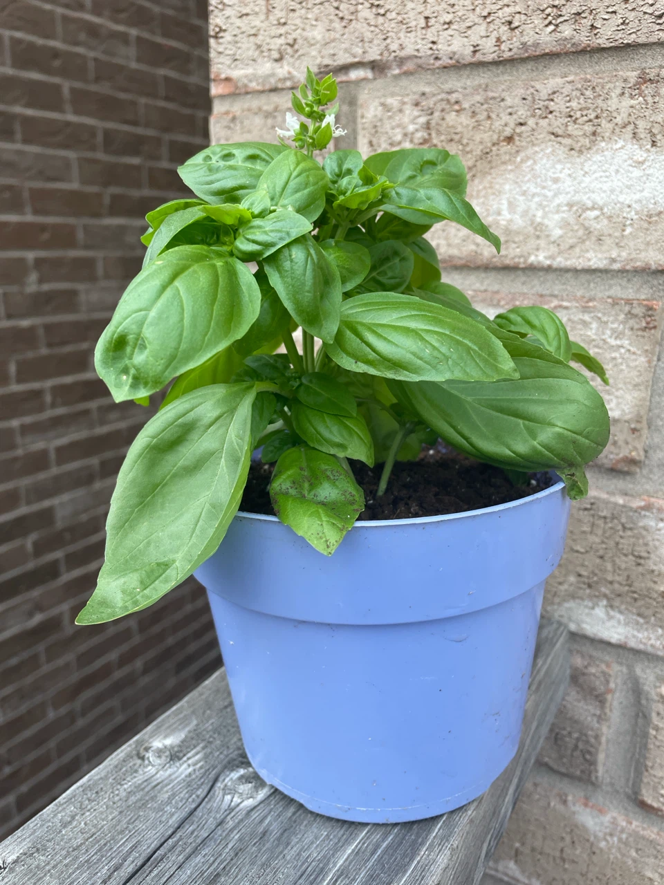 Basil Plant in Potted Container