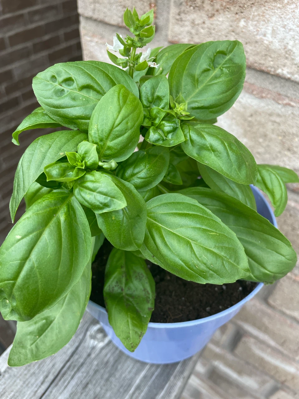 Basil Plant in Potted Container - photo 2