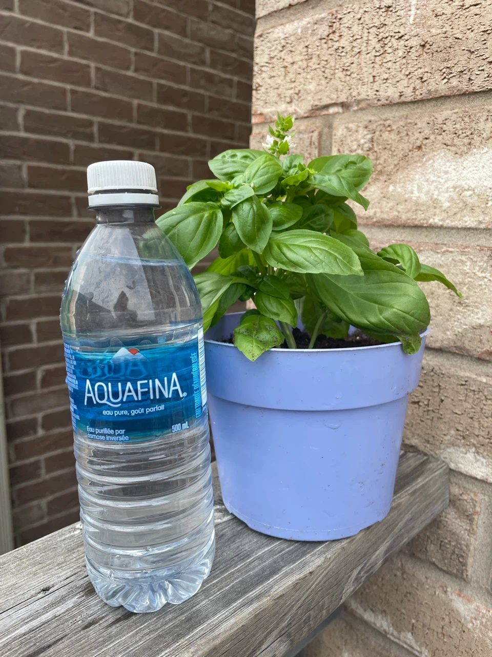 Basil Plant in Potted Container - photo 3