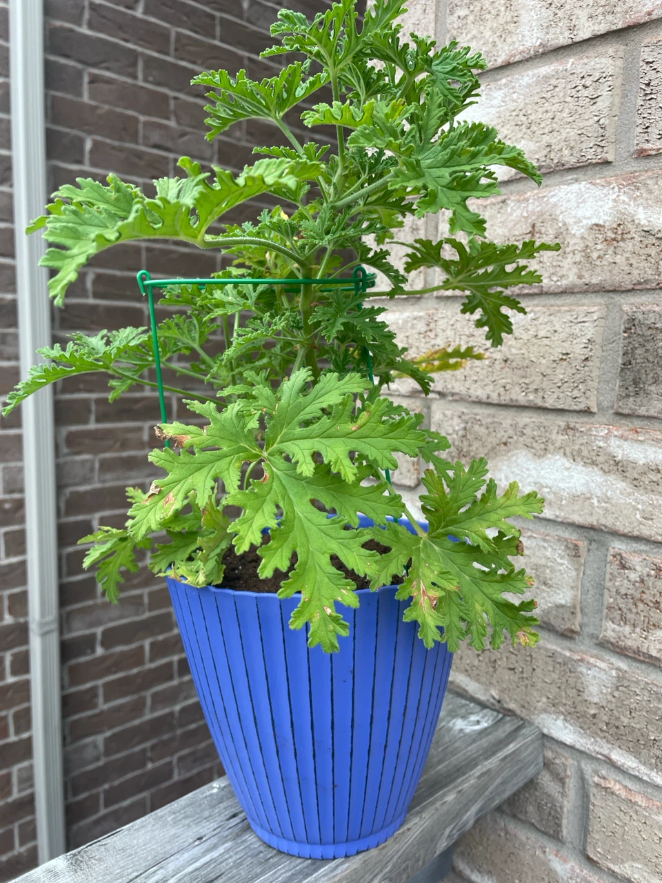 Citronella Plant in Blue Pot