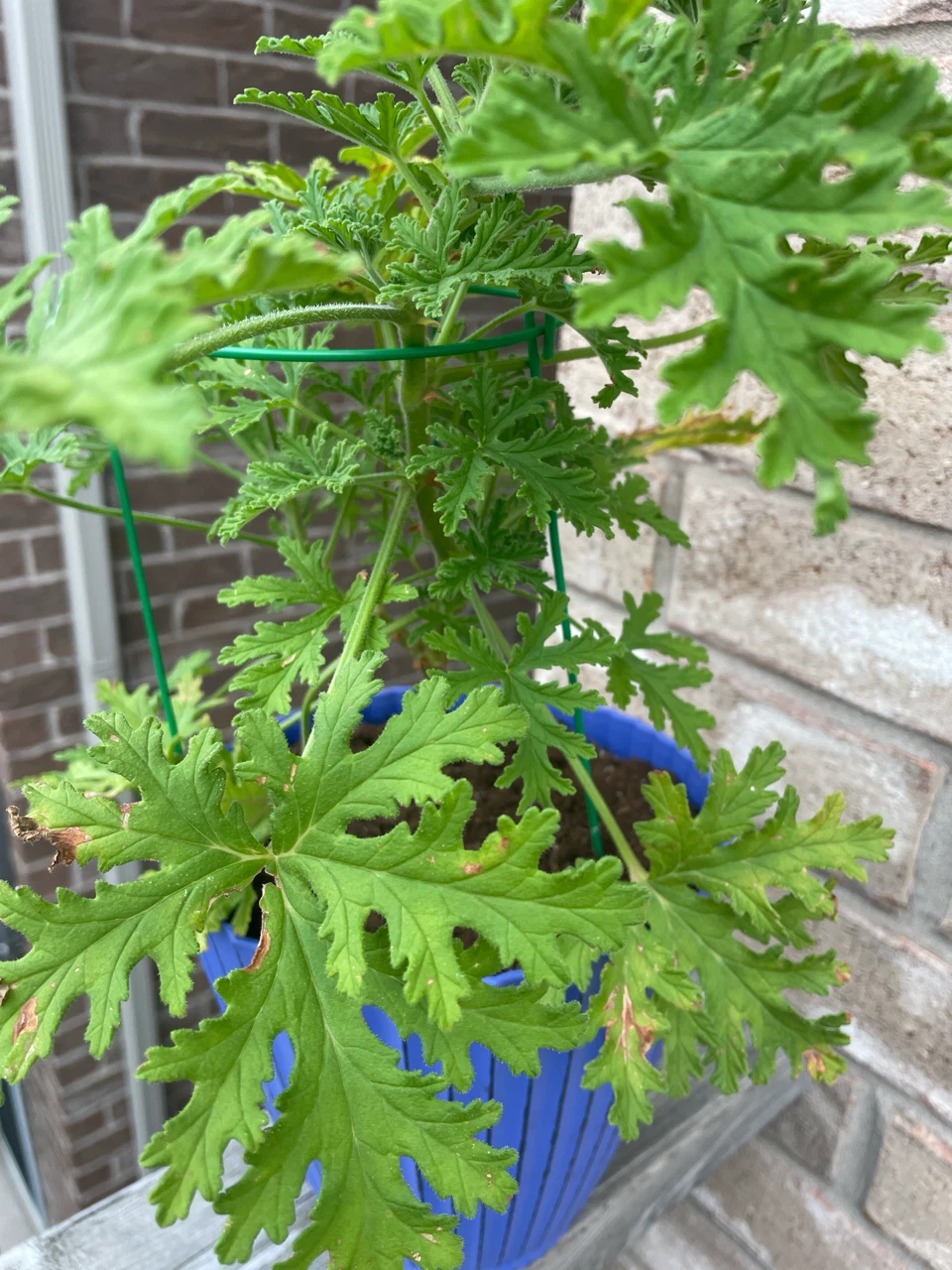 Citronella Plant in Blue Pot - photo 2