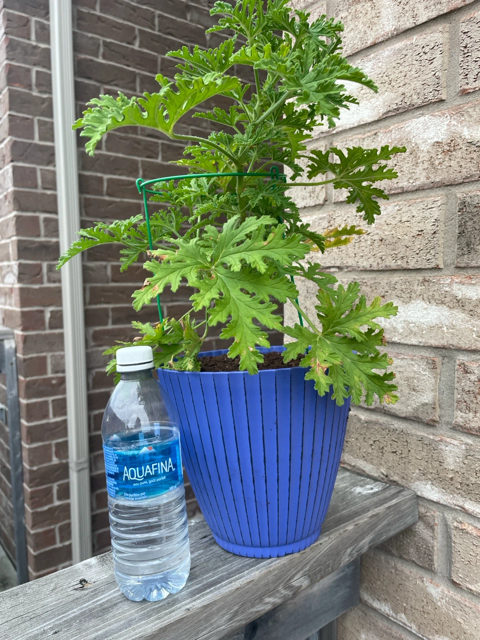 Citronella Plant in Blue Pot - photo 3