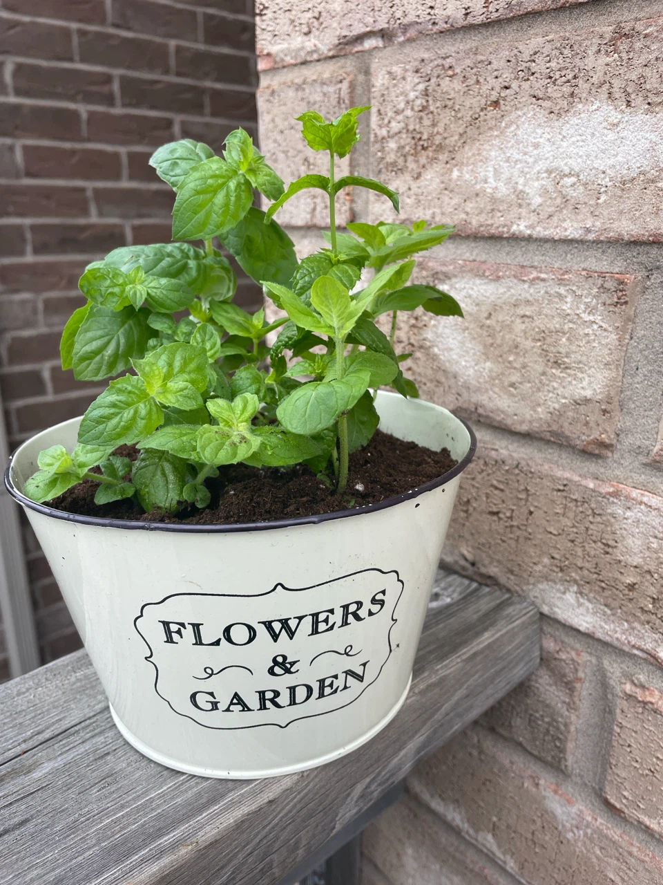Potted Mint Plant