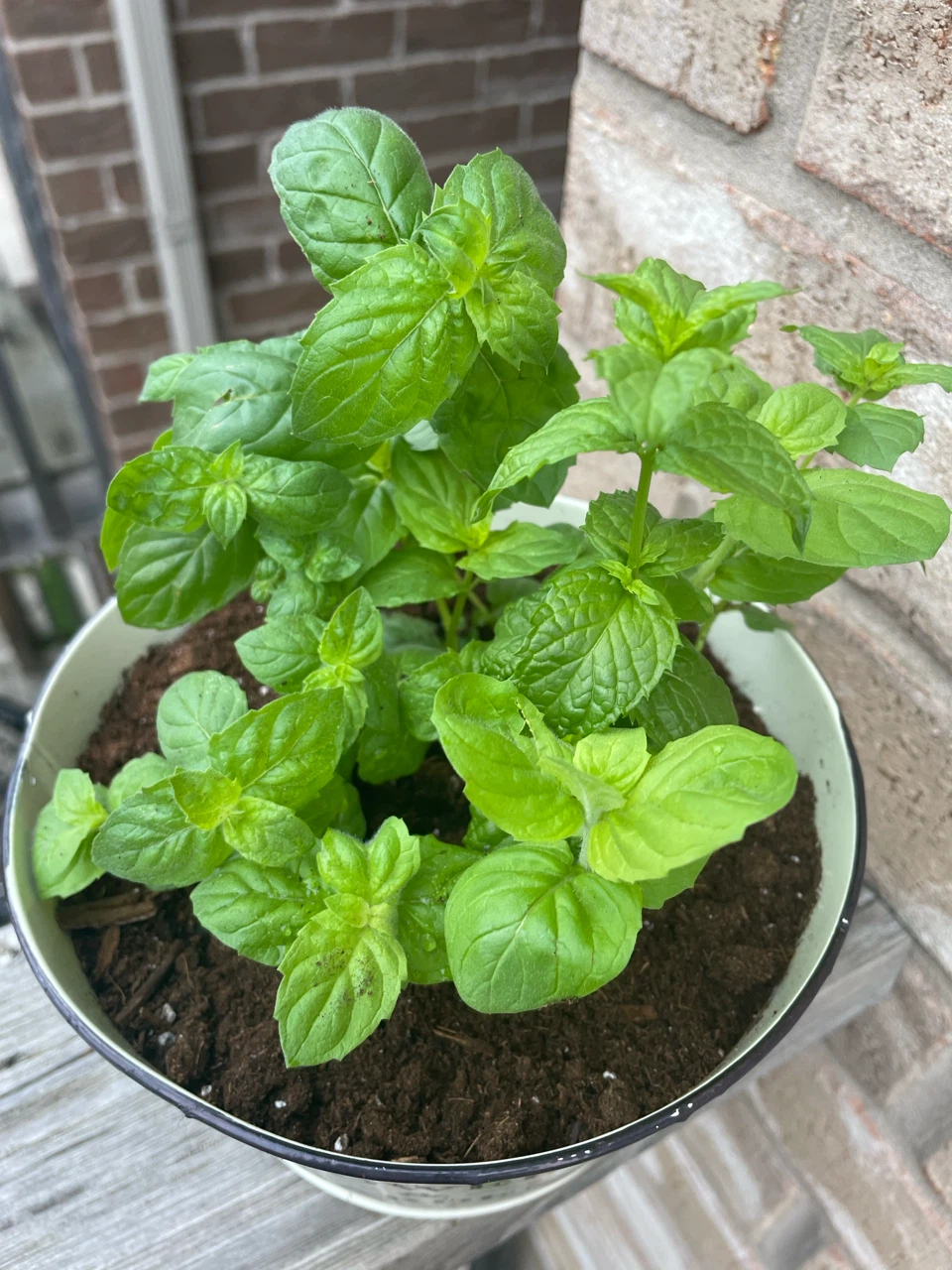 Potted Mint Plant - photo 2