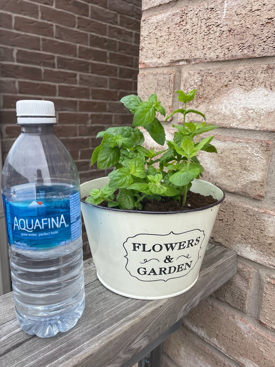 Potted Mint Plant - photo 3